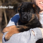 red and black german shepherd puppies for sale near me